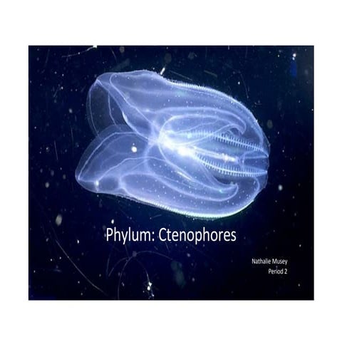 Ctenophores