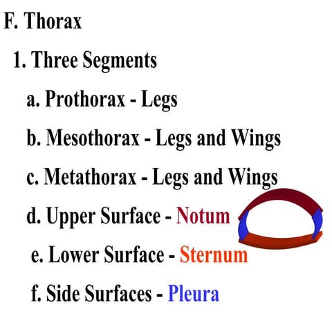 The Insect Thorax | PPTX