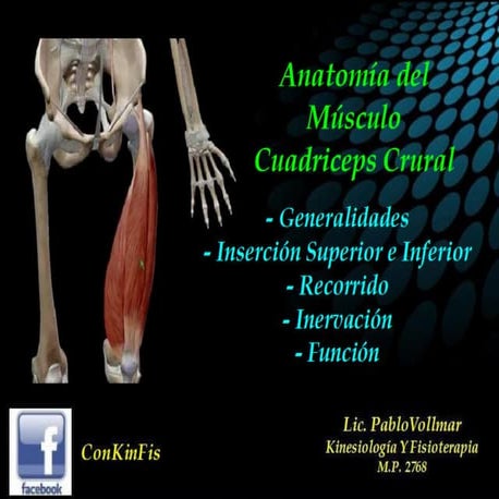 anatom-a-del-cuadriceps-pdf