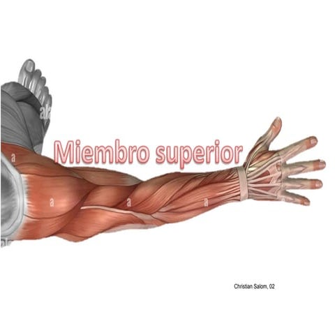 Cuadro del musculos del brazo - completo.pdf