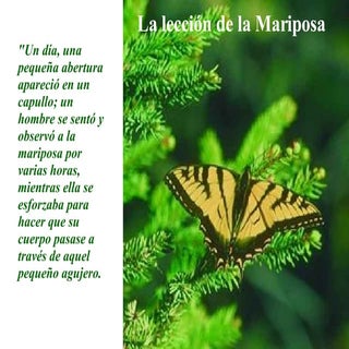 Cuarta Mariposa