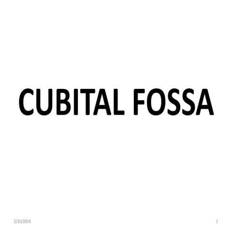 Cubital fossa