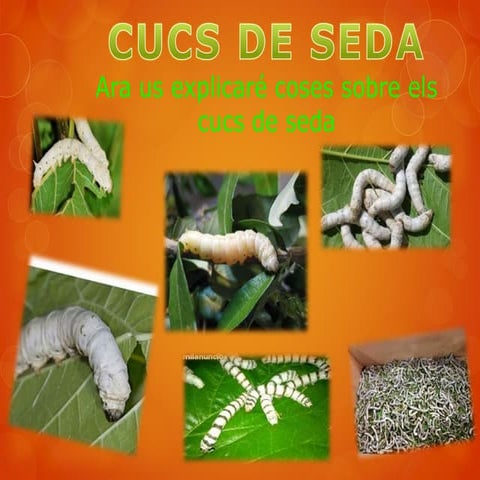 Cucs de seda