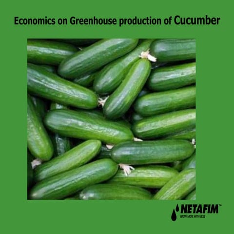 Greenhouse production of Cucumber
