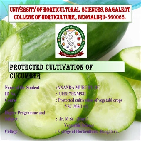 Cucumber production technology