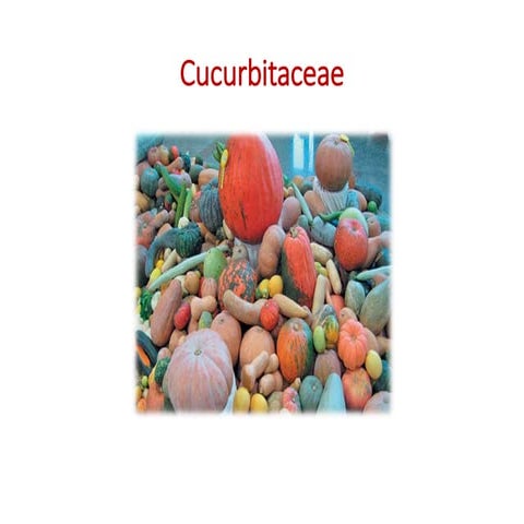 Cucurbitaceae