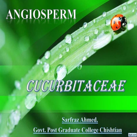 Family Cucurbitaceae