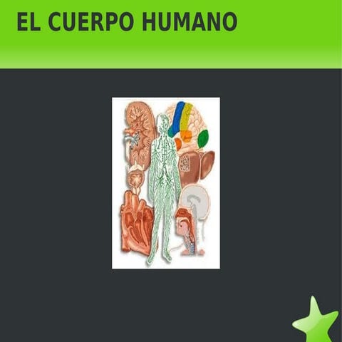 Cuerpo humano