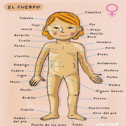 Cuerpo humano