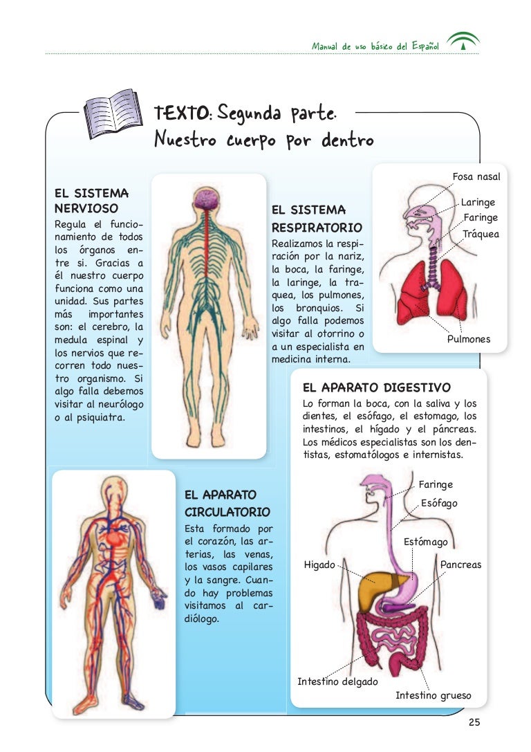 Cuerpo por dentro