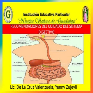 Cuidado del sistema digestivo