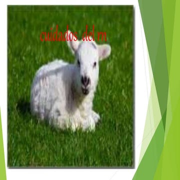 Cuidados del rn   juanjui villa prado zeng rojas alvarado