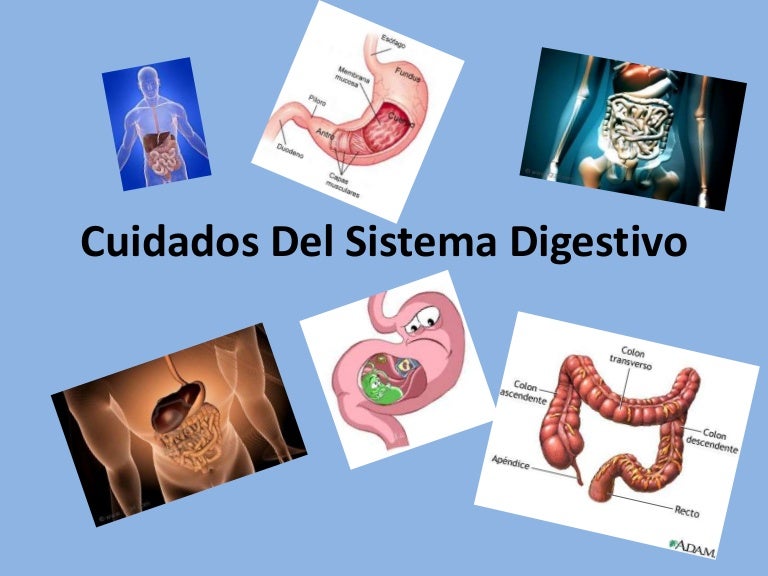 Cuidados del sistema digestivo Cuidados del sistema digestivo