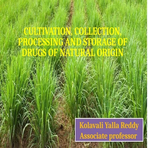 Drying Procedures of Medicinal & Aromatic plants | PDF