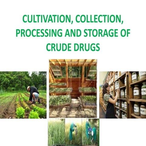 CULTIVATION, COLLECTION, PROCESSING AND STORAGE OF CRUDE DRUGS.pptx