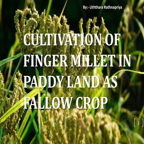 Cultivation of finger millet in paddy land as fallow crop