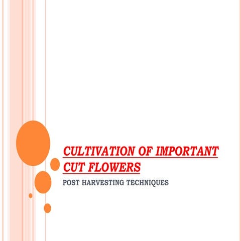 CULTIVATION OF IMPORTANT CUT FLOWERS.pptx