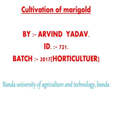 Cultivation of marigold. production technology of marigold .