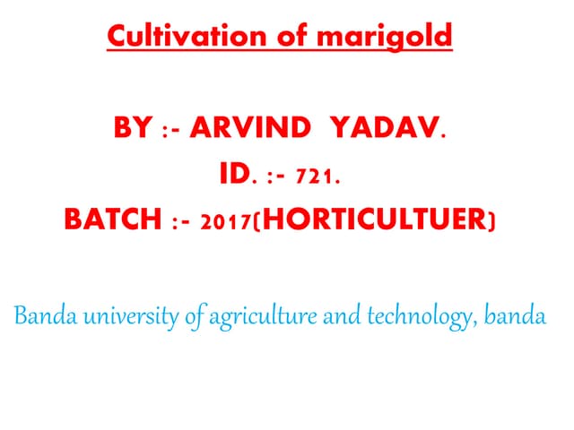 Cultivation of marigold. production technology of marigold .