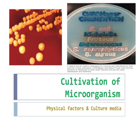 Cultivation of microorganism