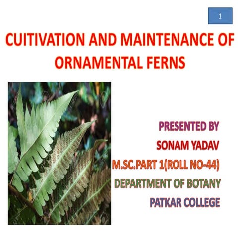Cultivation of ornamental ferns