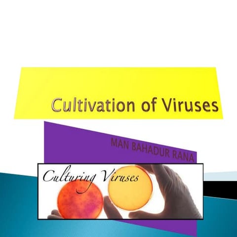 Cultivation of viruses
