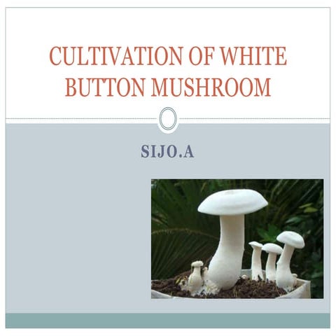 Cultivation of white button mushroom