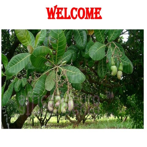 Cultivation Practice of Cashewnut in nepal.pptx
