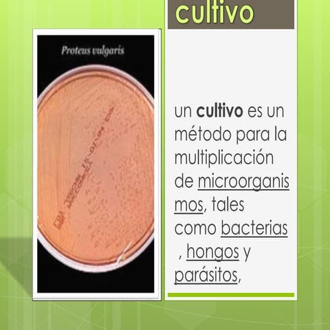 Cultivo de bacterias