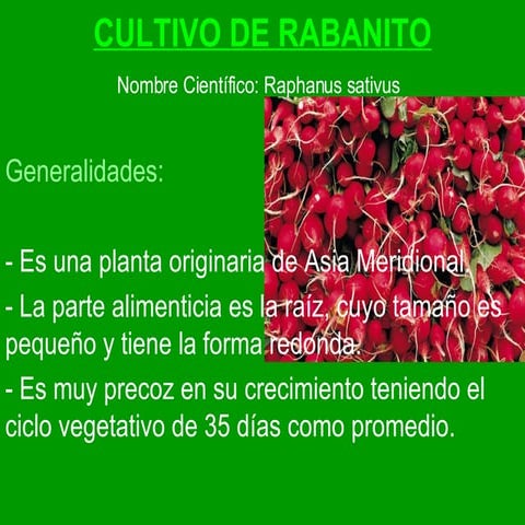 Raphanus sativus (Rábano) | PPT