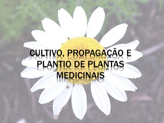 Cultivo agroecologico de Plantas Me...