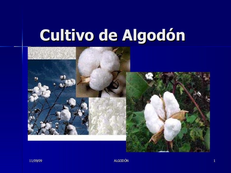 Cultivo De Algodón