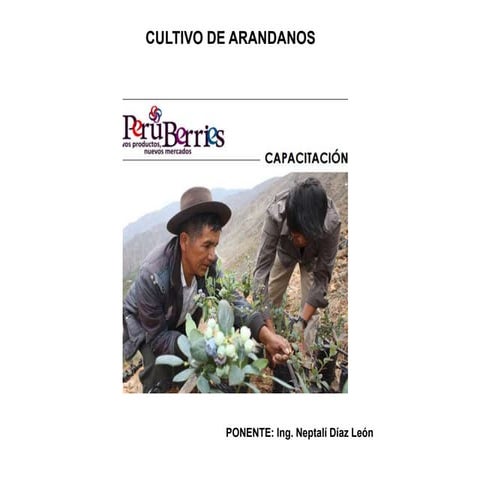 Cultivo de arandanos.