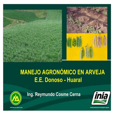Cultivo de arveja