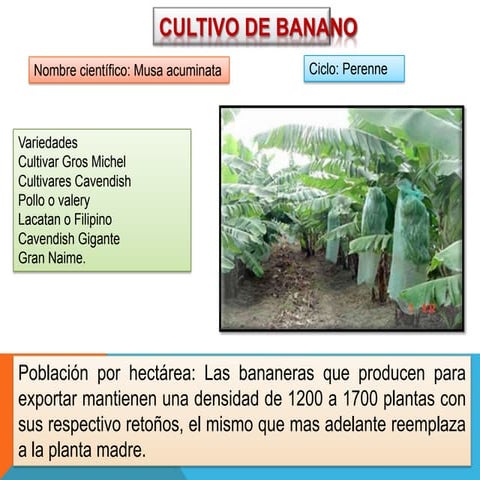 Cultivo de banano 