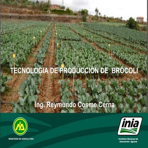 Cultivo de brocoli