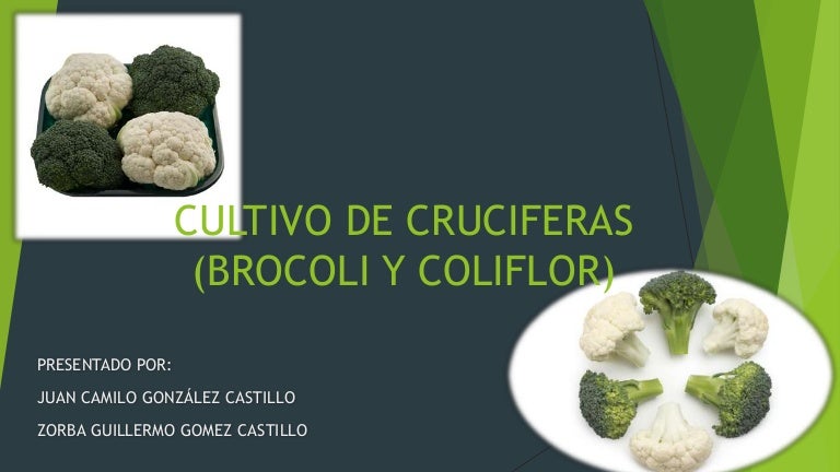 Cultivo Hidroponico Brocoli