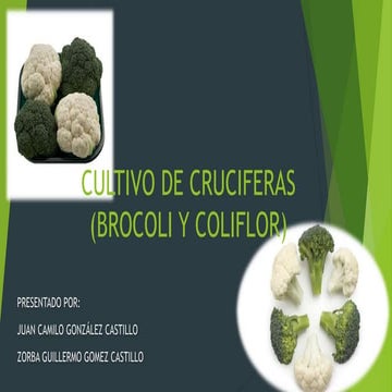 Cultivo de brocoli y coliflor