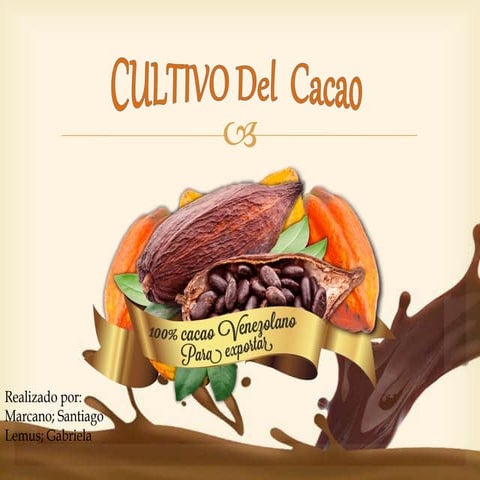 Cultivo de cacao...r