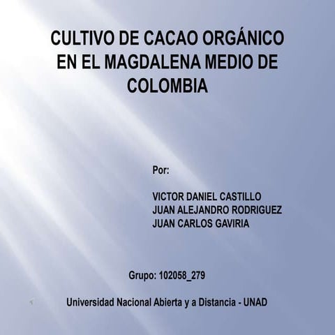 Cultivo de cacao organico en el magdalena medio de colombia