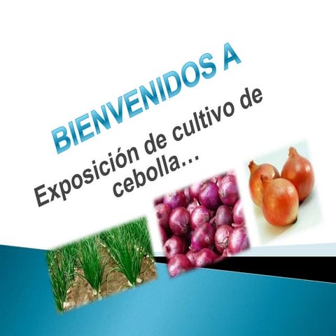 Cultivo de cebolla