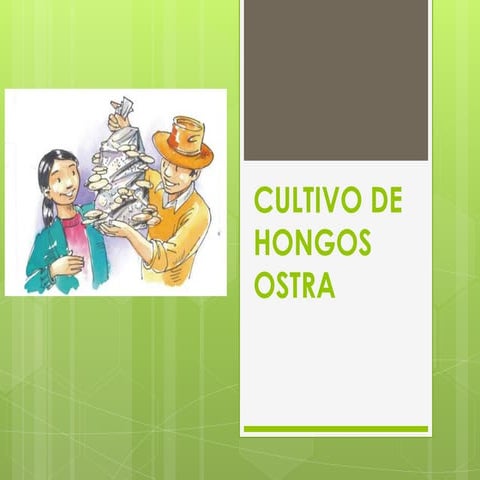 Cultivo de hongos ostra