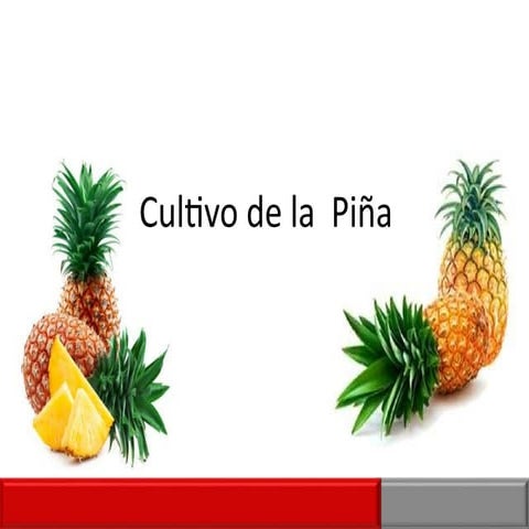 El Cultivo de Piña Honduras | PDF