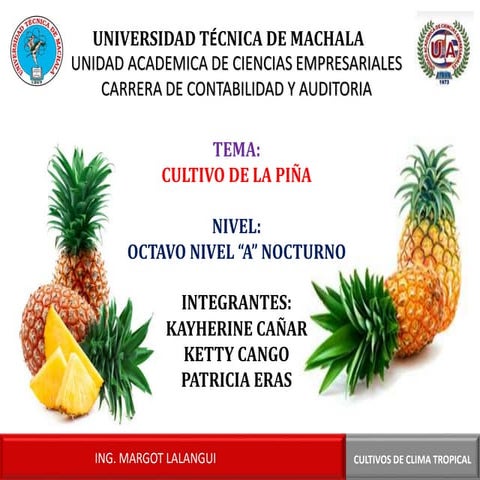 Cultivo de la piña exposicion
