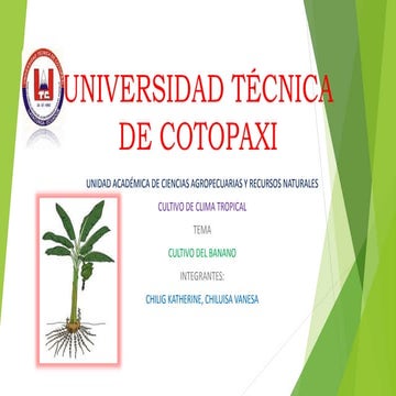 Cultivo del banano 1