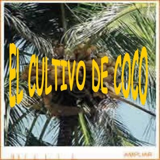 Cultivo del coco