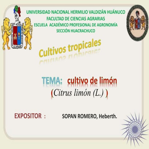 Cultivo de limon