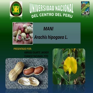 Cultivo de maní final