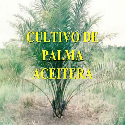 Cultivo de palma aceitera