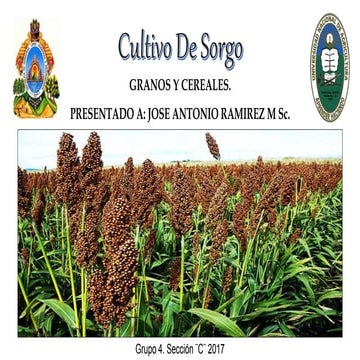Cultivo de sorgo